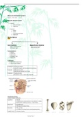 Musculo-Skeletal System Anatomy