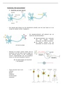 Anatomie 1; samenvatting zenuwstelsel