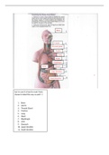 Human Torso Model Labeled