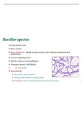 Bacillus anthracis
