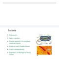 Bacteria
