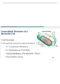 Bacterial structure