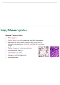 Campylobacter species