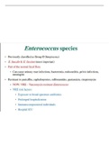 Enterococcus species