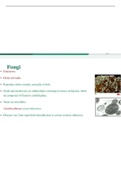 Fungi&comma; protzoa&comma; helminths