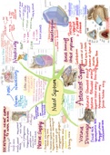PHARYNX short notes &comma; Nasal septum sure shot question&comma; mindmap o