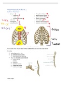 Anatomiepracticum thorax 1