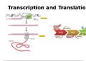 Transcription and Translation Presentation 