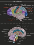 Labeled Human Brain