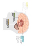 neuroanatomy for SLPs