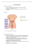 samenvatting urinair stelsel