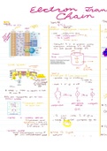 Electron Transport Chain