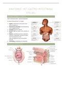 samenvatting gastro-intestinaal stelsel 