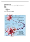 Células del sistema nervioso - Resumen con imágenes 