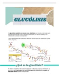 glucólisis