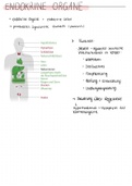 Zusammenfassung aller Endokrinen Organe sowie deren Aufbau