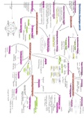 Mindmaps (Zusammenfassung) für das EWS-Examen in Schulpädagogik 