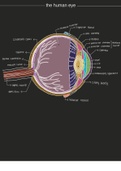Labeled Human Eye