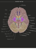 Labeled Human Brain, Ear, Eye, and Cranial Nerves