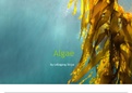 Algae summary