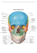 Skull bones guide and practice