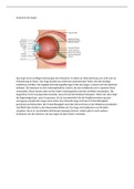 Anatomie des Auges einfach erklärt
