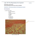  BIO202L Lab 18 The Reproductive System&lbrack;ALREADY PASSED&rsqb;