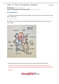 BIO202L Lab 11 The Circulatory System&lbrack;ALREADY PASSED&rsqb;