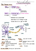 Biologie Lernzettel Abitur Neurobiologie 