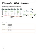 Taxonomie DNA-virussen (virologie P. Delputte microbiologie 3e Ba DGK UA)