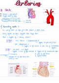Cardiovascular system anatomy notes