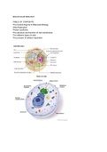 MOLECULAR BIOLOGY ( SUMMARY+ NOTES ) PDF