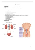 Fundament 2; Bio: Urinairstelsel