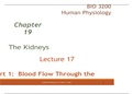 BIO 3200 HUMAN PHYSIOLOGY THE KIDNEYS CHAPTER 17
