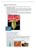 Biologie nectar samenvatting Hoofdstuk 20 planten VWO 6