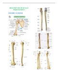 Anatomia radiologica de miembro superior