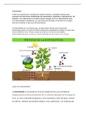 Apuntes fotosíntesis 