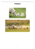 Volledig Fokplan Schapenstage verloskunde &lpar;38 pagina's vol met informatie&rpar;
