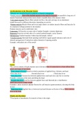 muscular system ap1 