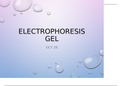Electrophoresis Chapter Explanation 