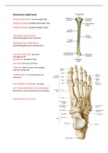 spieren en structuren enkel/voet BOKS WSH 2023