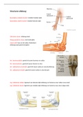spieren en structuren onderarm/ elleboog/bovenarm BOKS WSH 2023
