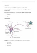 The Neuron 
