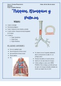 Anatomía de Sistema Respiratorio