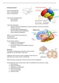 Neuro-anatomie leerjaar 1 periode 4