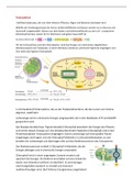 Biologie Abitur LK Fotosynthese Lernzettel Zusammenfassung 2023