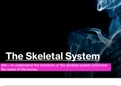 Functional Anatomy - The Skeletal system