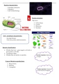 Bacteria - Life sciences GR 11  IEB summaries/notes 