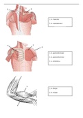 Anatomie spieren schouder en arm