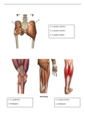 Anatomie spieren bekken en been